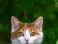 Katze weiß hellbraun Porträt